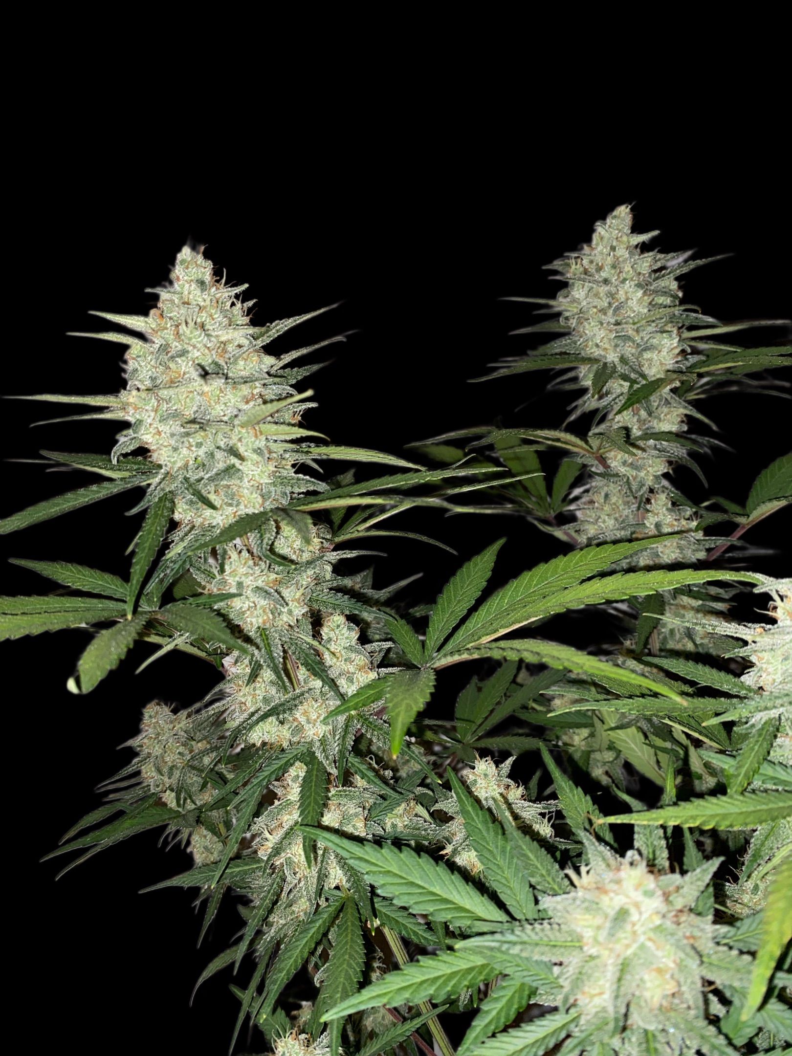 Strawberry Gorilla Auto growlog header