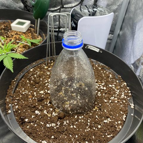 Strawberry Gorilla Auto growlog photo
