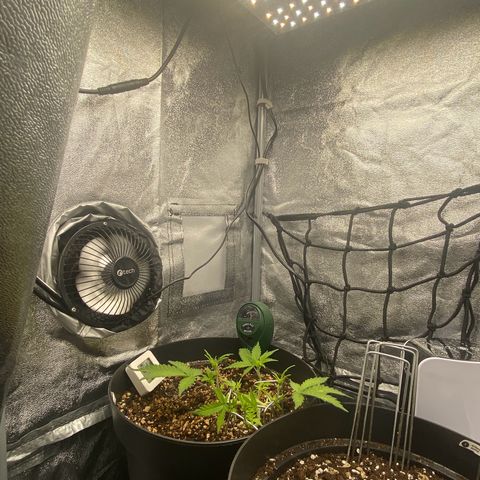 Strawberry Gorilla Auto growlog photo