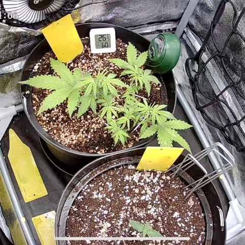 Strawberry Gorilla Auto growlog photo