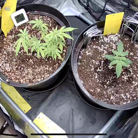 Strawberry Gorilla Auto growlog photo