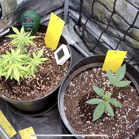 Strawberry Gorilla Auto growlog photo