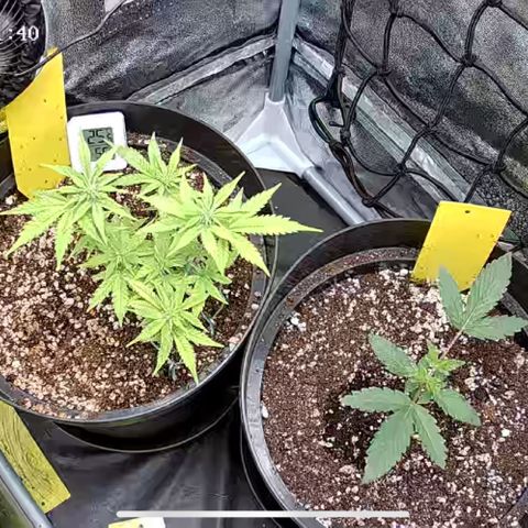Strawberry Gorilla Auto growlog timeline photo
