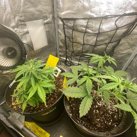 Strawberry Gorilla Auto growlog timeline photo