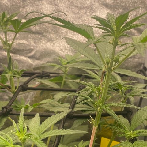 Strawberry Gorilla Auto growlog timeline photo