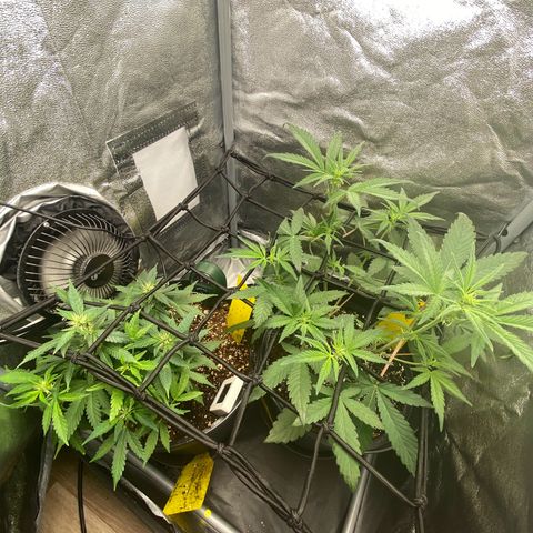 Strawberry Gorilla Auto growlog timeline photo