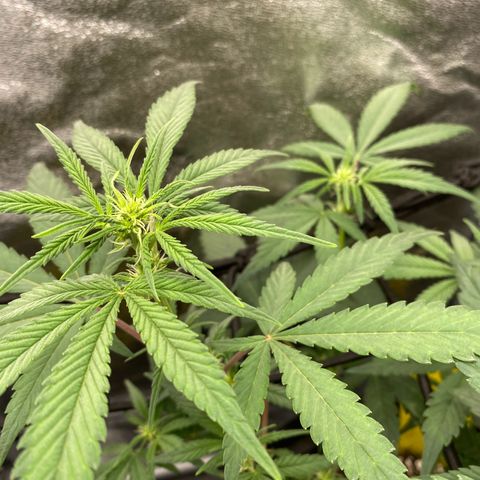 Strawberry Gorilla Auto growlog timeline photo