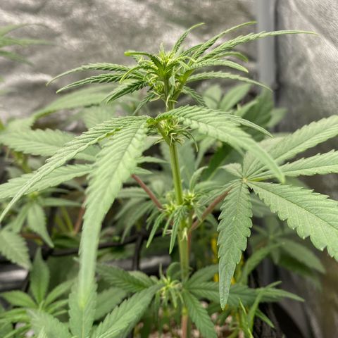 Strawberry Gorilla Auto growlog timeline photo