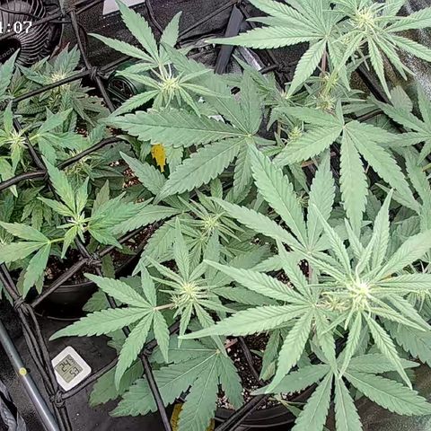 Strawberry Gorilla Auto growlog timeline photo