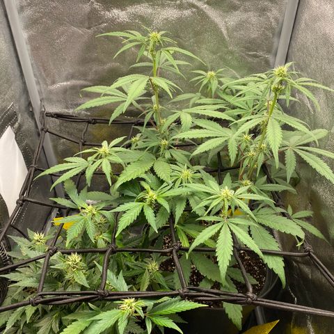 Strawberry Gorilla Auto growlog timeline photo