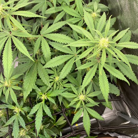 Strawberry Gorilla Auto growlog timeline photo