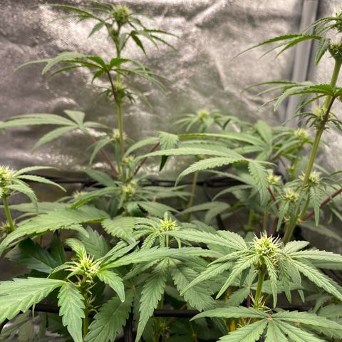 Strawberry Gorilla Auto growlog timeline photo