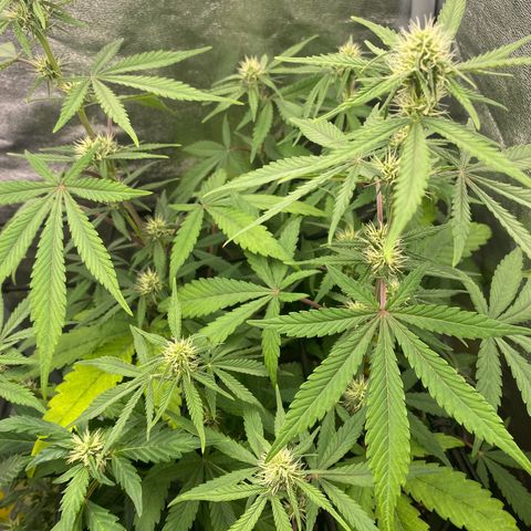 Strawberry Gorilla Auto growlog timeline photo