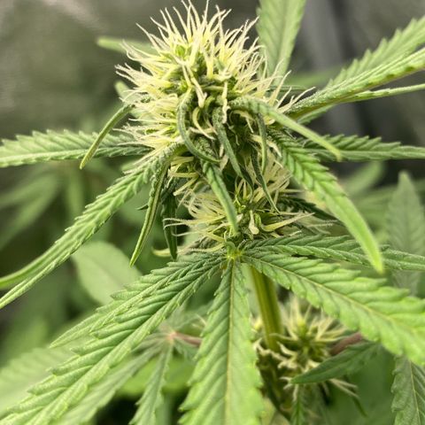 Strawberry Gorilla Auto growlog timeline photo