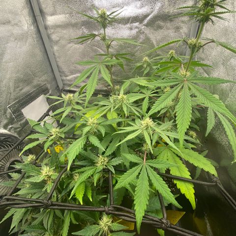 Strawberry Gorilla Auto growlog timeline photo