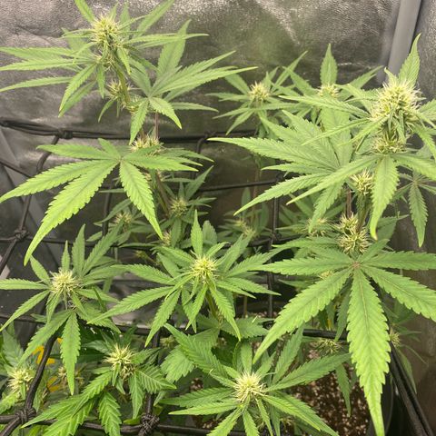Strawberry Gorilla Auto growlog timeline photo
