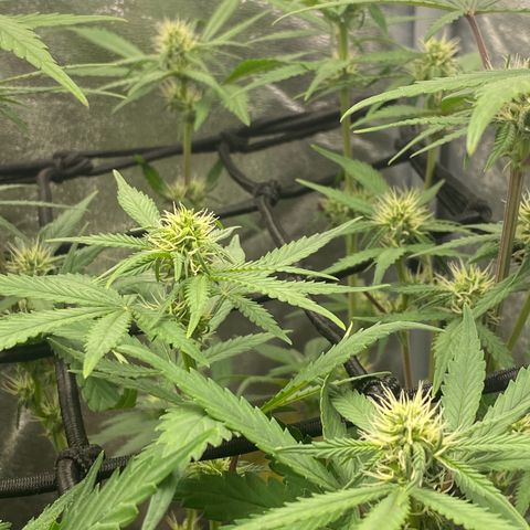Strawberry Gorilla Auto growlog timeline photo