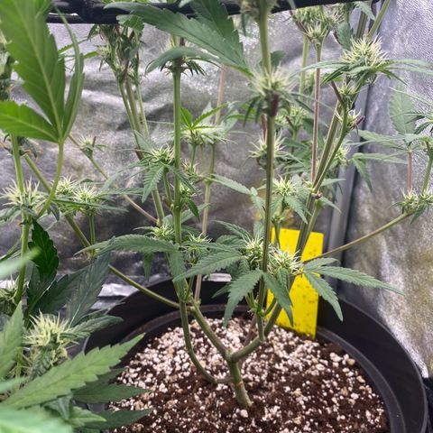 Strawberry Gorilla Auto growlog timeline photo