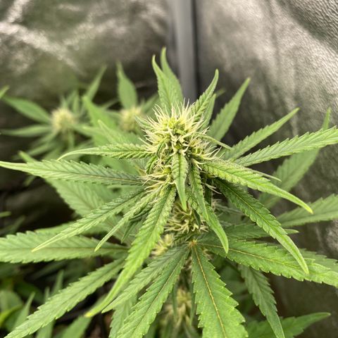 Strawberry Gorilla Auto growlog timeline photo