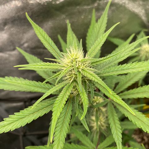 Strawberry Gorilla Auto growlog timeline photo