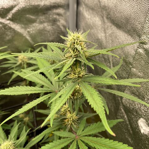 Strawberry Gorilla Auto growlog timeline photo