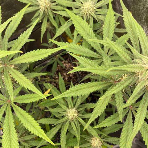 Strawberry Gorilla Auto growlog timeline photo