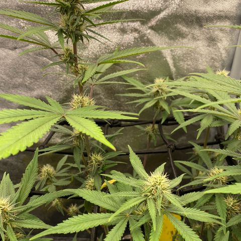 Strawberry Gorilla Auto growlog timeline photo