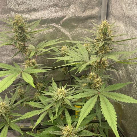 Strawberry Gorilla Auto growlog timeline photo