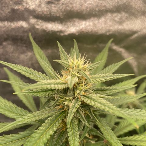 Strawberry Gorilla Auto growlog timeline photo