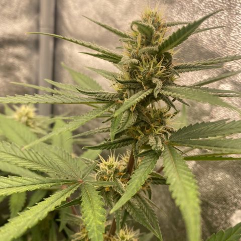 Strawberry Gorilla Auto growlog timeline photo