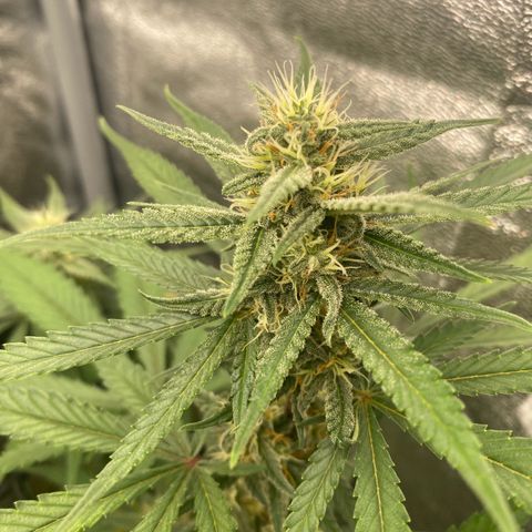 Strawberry Gorilla Auto growlog timeline photo