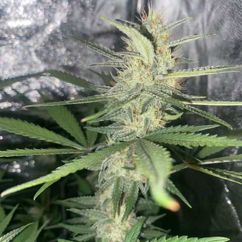 Strawberry Gorilla Auto growlog timeline photo