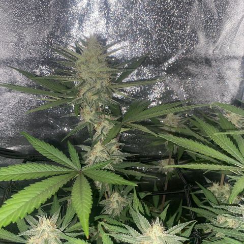 Strawberry Gorilla Auto growlog timeline photo