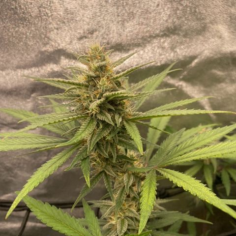 Strawberry Gorilla Auto growlog timeline photo
