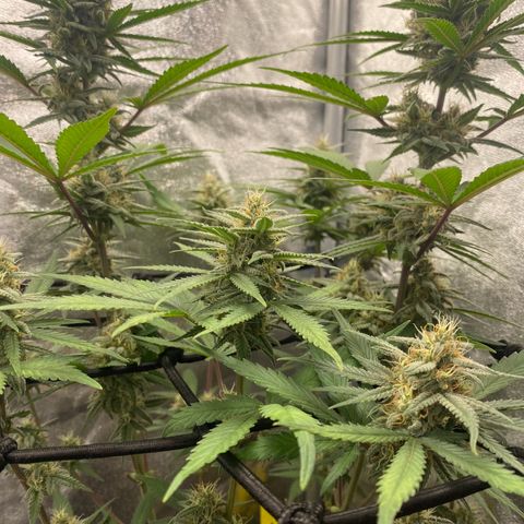 Strawberry Gorilla Auto growlog timeline photo