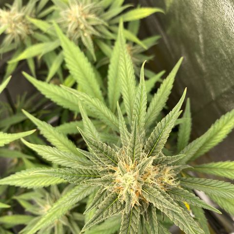 Strawberry Gorilla Auto growlog timeline photo