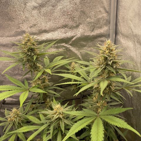 Strawberry Gorilla Auto growlog timeline photo