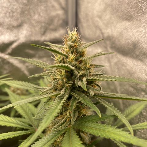 Strawberry Gorilla Auto growlog timeline photo