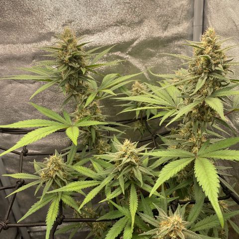 Strawberry Gorilla Auto growlog timeline photo