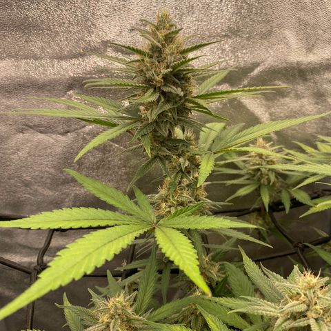 Strawberry Gorilla Auto growlog timeline photo