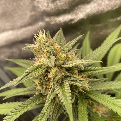 Strawberry Gorilla Auto growlog timeline photo