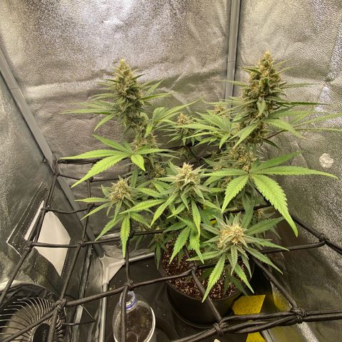 Strawberry Gorilla Auto growlog timeline photo