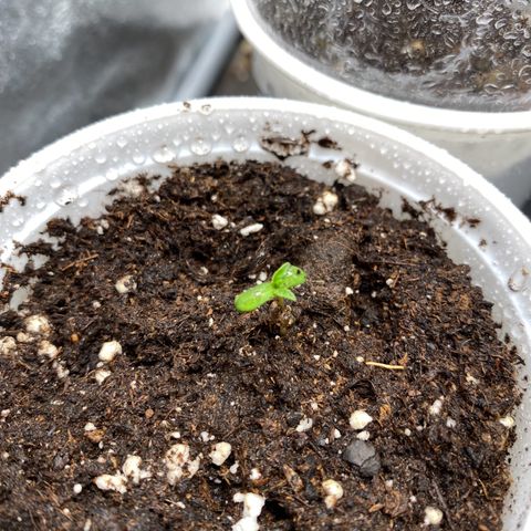 Gorilla Cookies FF growlog timeline photo