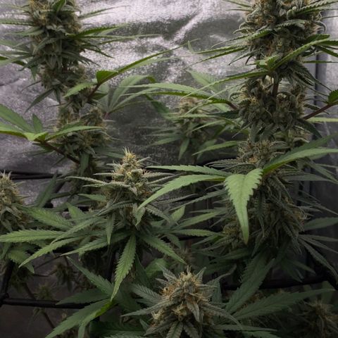 Strawberry Gorilla Auto growlog timeline photo