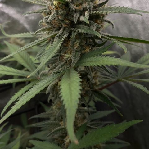 Strawberry Gorilla Auto growlog timeline photo