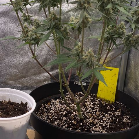Strawberry Gorilla Auto growlog timeline photo