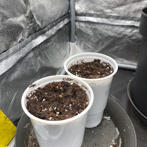 Gorilla Cookies FF growlog timeline photo