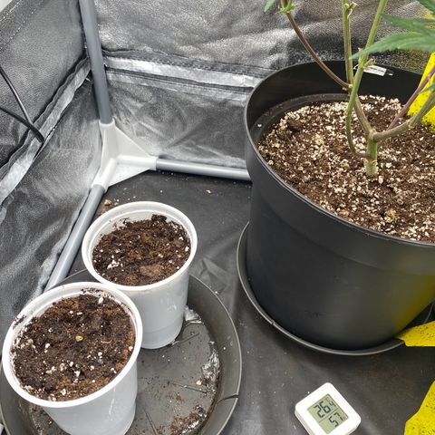 Gorilla Cookies FF growlog timeline photo