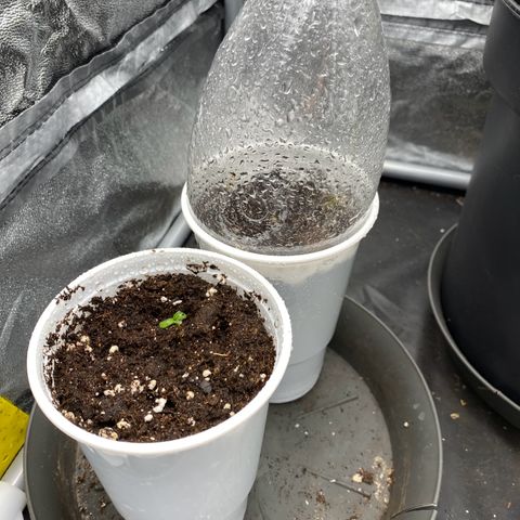 Gorilla Cookies FF growlog timeline photo