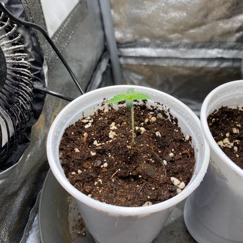 Gorilla Cookies FF growlog timeline photo